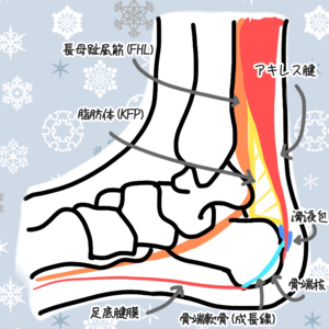 「僕のざっくりとした足部後面の疼痛のみかた。」の画像
