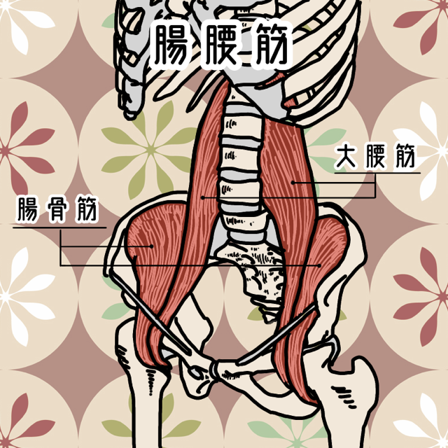 「腸腰筋と反り腰」の画像